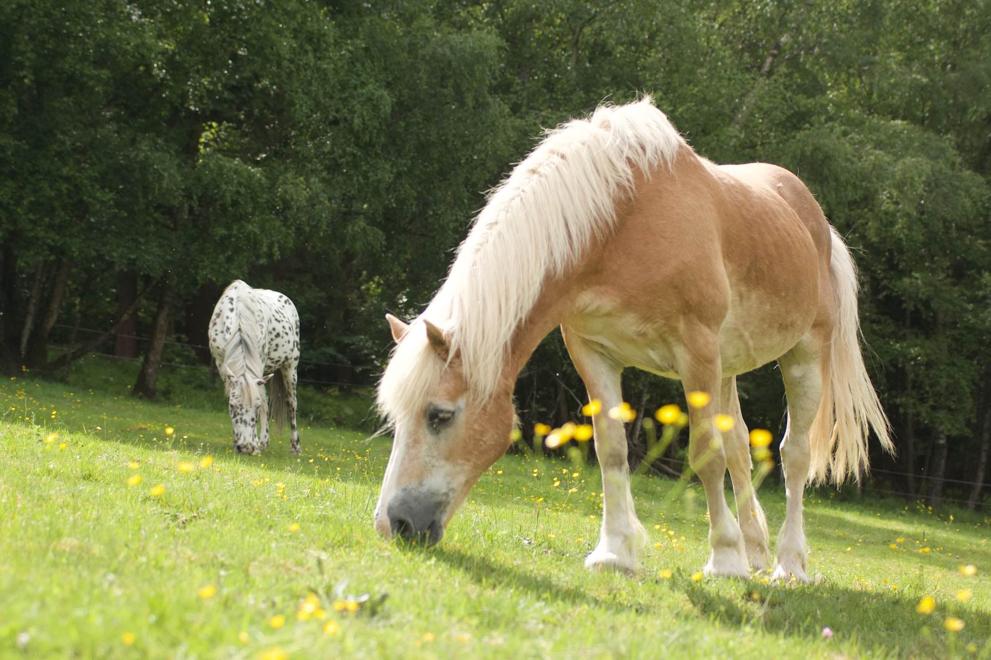Haflinger auf der Weide von Hof Liberté in der Eifel